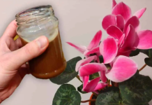 U 0KT0BRU zalijte sve sobne biljke ovim hranljivim sastojcima: ČAK sam imao i sukulent koji nikada ranije nije imao cveće!