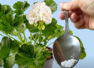 Odmah je procvetao! Samo 1 kašičica bilo kog sobnog cveća će zagarantovano procvetati!