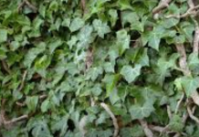 PRAVA BOMBA KISEONIKA: Kad ubacite ovu biljku, izbacićete sve otrove iz doma!