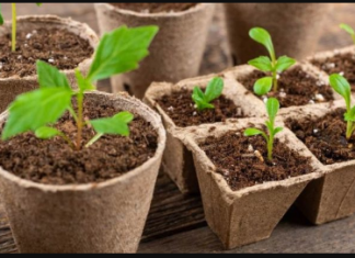 NE BACAJTE ROLNE OD WC PAPIRA: Žena napravila čudo – OVO PROLJEĆE SVI ĆE GLEDATI U NJENO DVORIŠTE