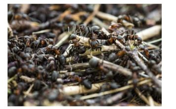 Mravi nagovještavaju buduće događaje u vašem životu: Evo kada slute na zlo i donose nesreću