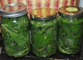 Imala je stalno NISKO ŽELJEZO, a onda je otkrila OVAJ recept: Kada je izvadila NALAZE…