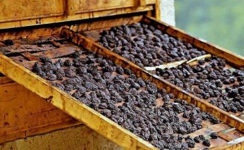 Osteoporoza: Suhe šljive mogu pomoći u očuvanju koštane mase, u borbi protiv upale