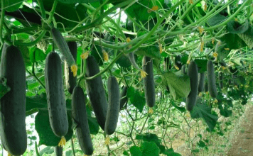 Domaće đubrivo za bolji rast krastavaca: Zalijte ih rastvorom ova 2 sastojka i celo leto imaćete neviđen rod
