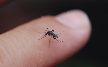 Prirodni saveznici protiv komaraca – mirisna oružja za bezbrižno ljeto