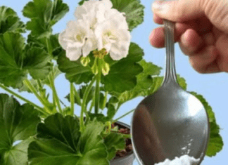 Odmah je procvjetalo! 1 supena kašika za bilo koji kućni cvijet i bujno cvjetanje je zagarantovano!