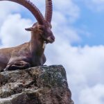 JARAC – DEŠAVANJA KAO GROM IZ VEDRA NEBA, NE MOŽETE DA VERUJETE: Bivša ljubav vas ŽELI NAZAD, pa vam dolazi OGROMNA PRILIKA, ali vas onda čeka nešto JAKO BOLNO, evo šta vam sve dolazi!